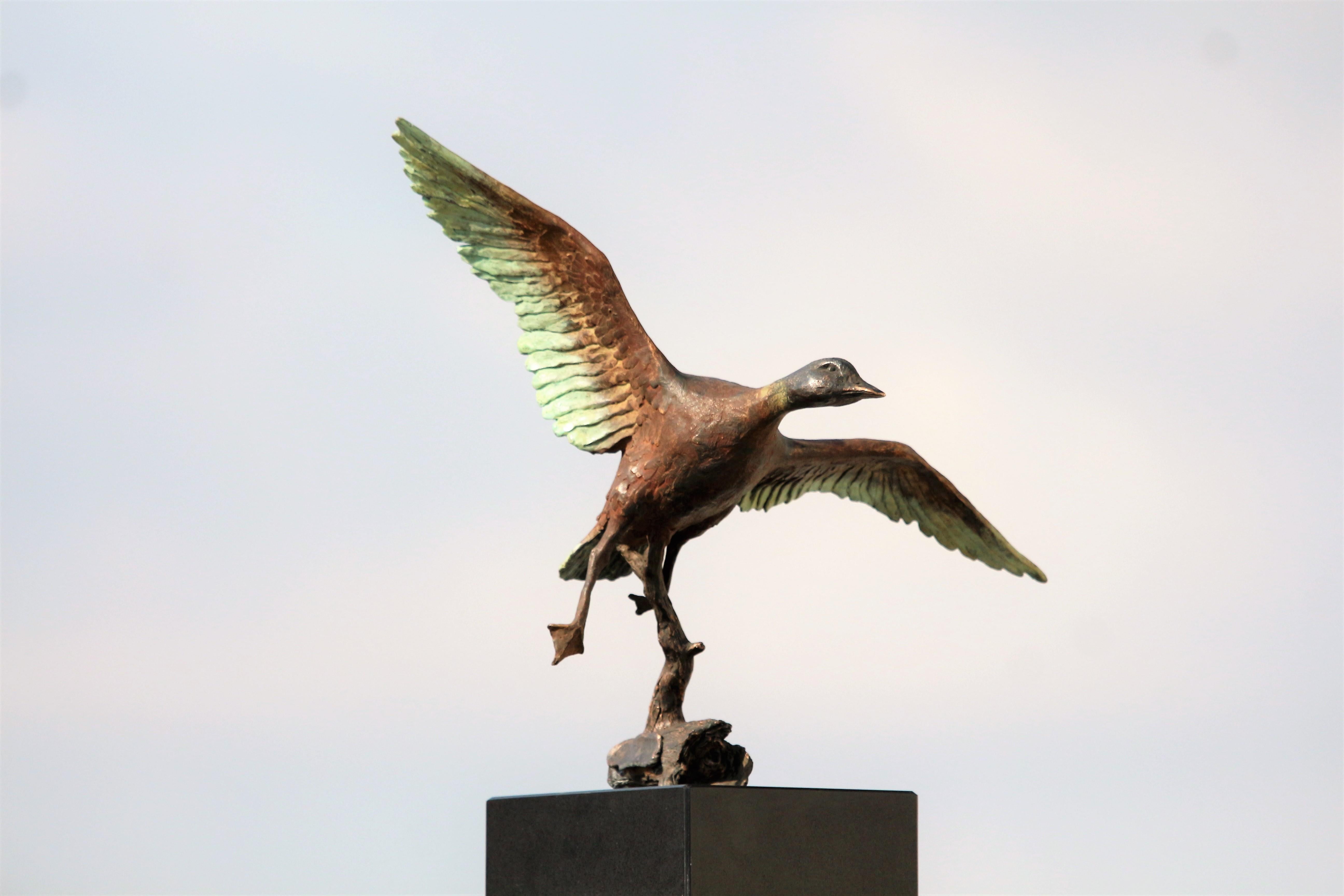 Flying Duck - Small Figurative Sculpture Bronze Brown Green Dash Black Patina