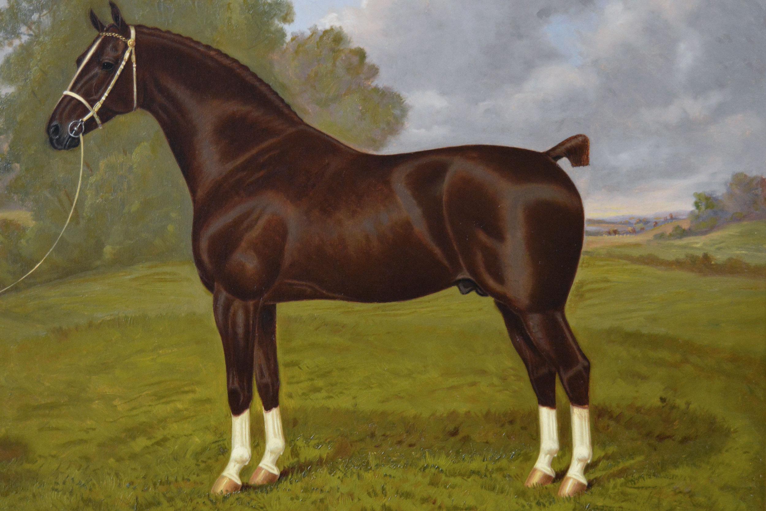 clark stallion