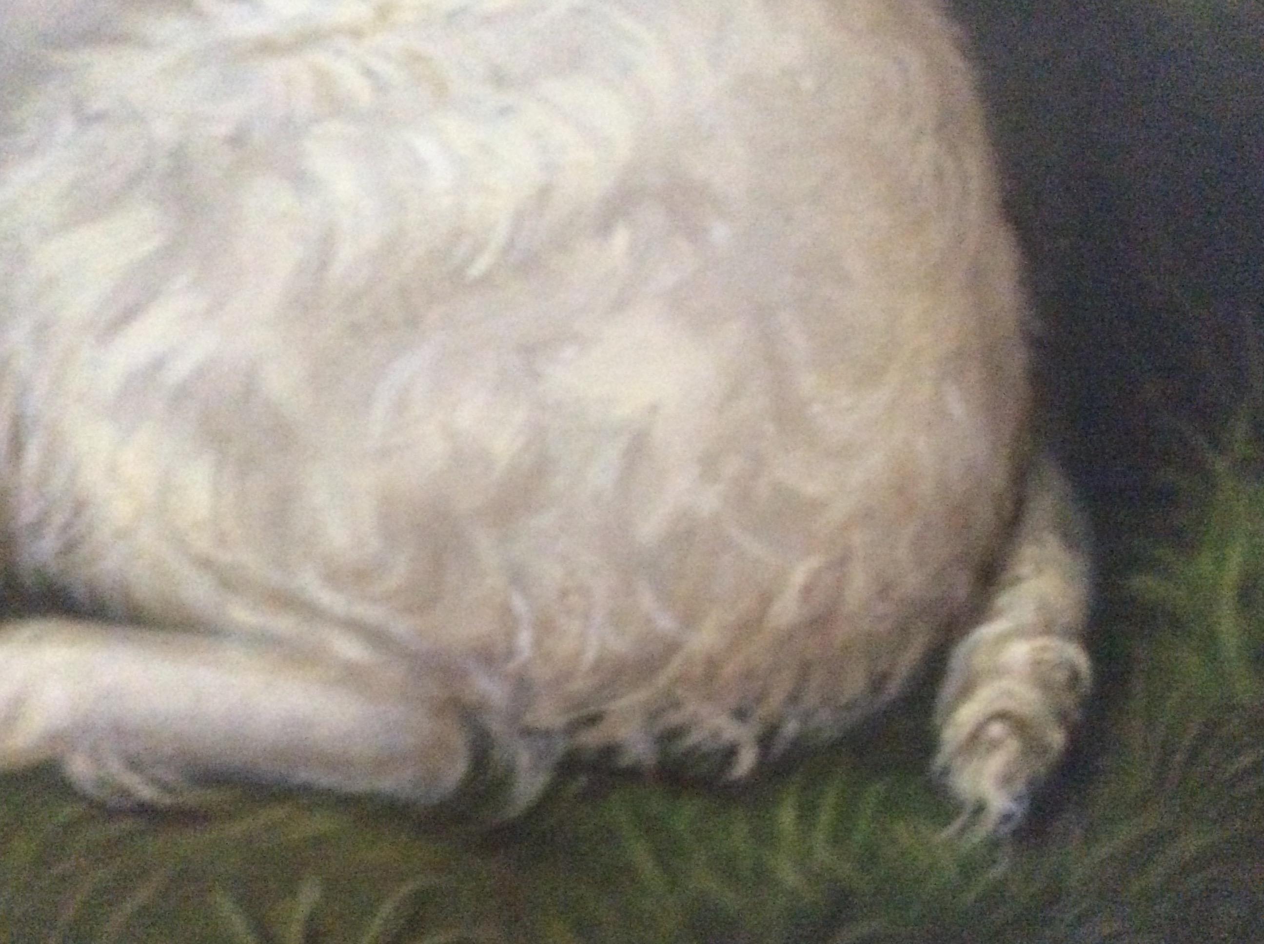  study of a seated clumber spaniel, oil on canvas, signed and dated 1929 lower
left. Housed in a new gilt frame.
 Paintings of these beautiful dogs are rare,almost as rare as the breed themselves.
This artist rarely paints dogs which makes this even