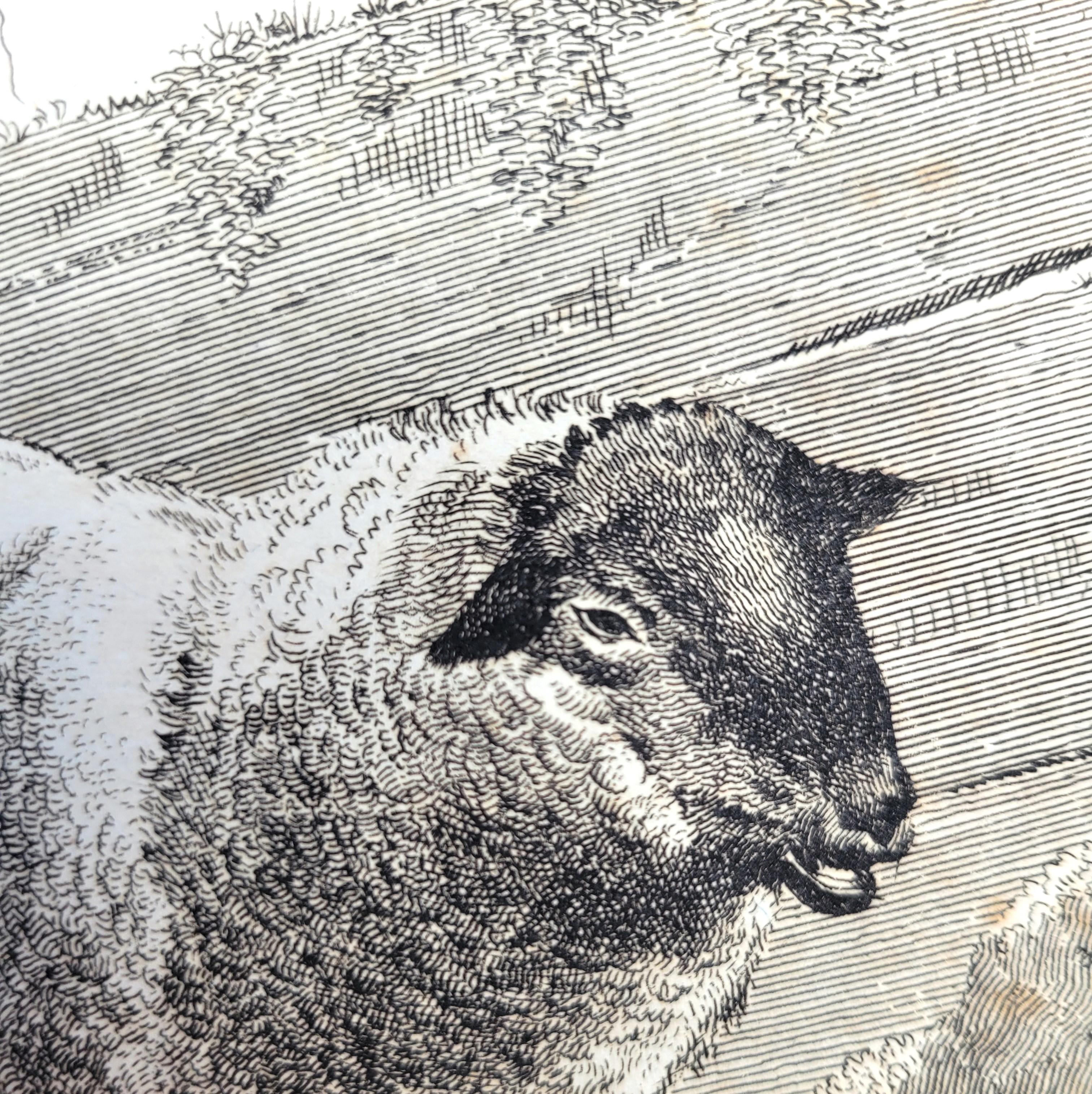 Pecora del Lincolnshire /// Osbaldiston The British Sportsman Farm Animal Herd Lamb in vendita 6