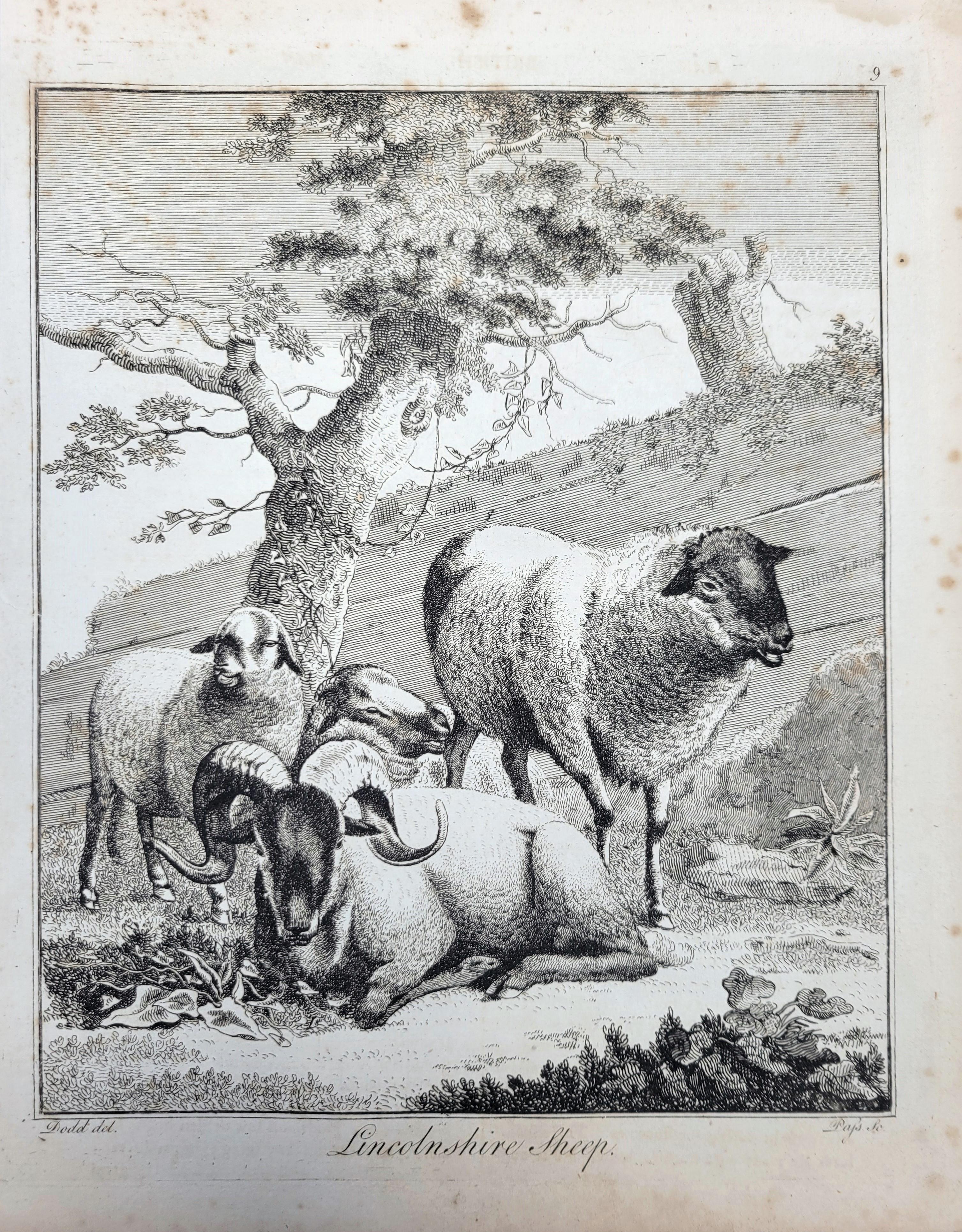 Pecora del Lincolnshire /// Osbaldiston The British Sportsman Farm Animal Herd Lamb - Print di William Augustus Osbaldiston