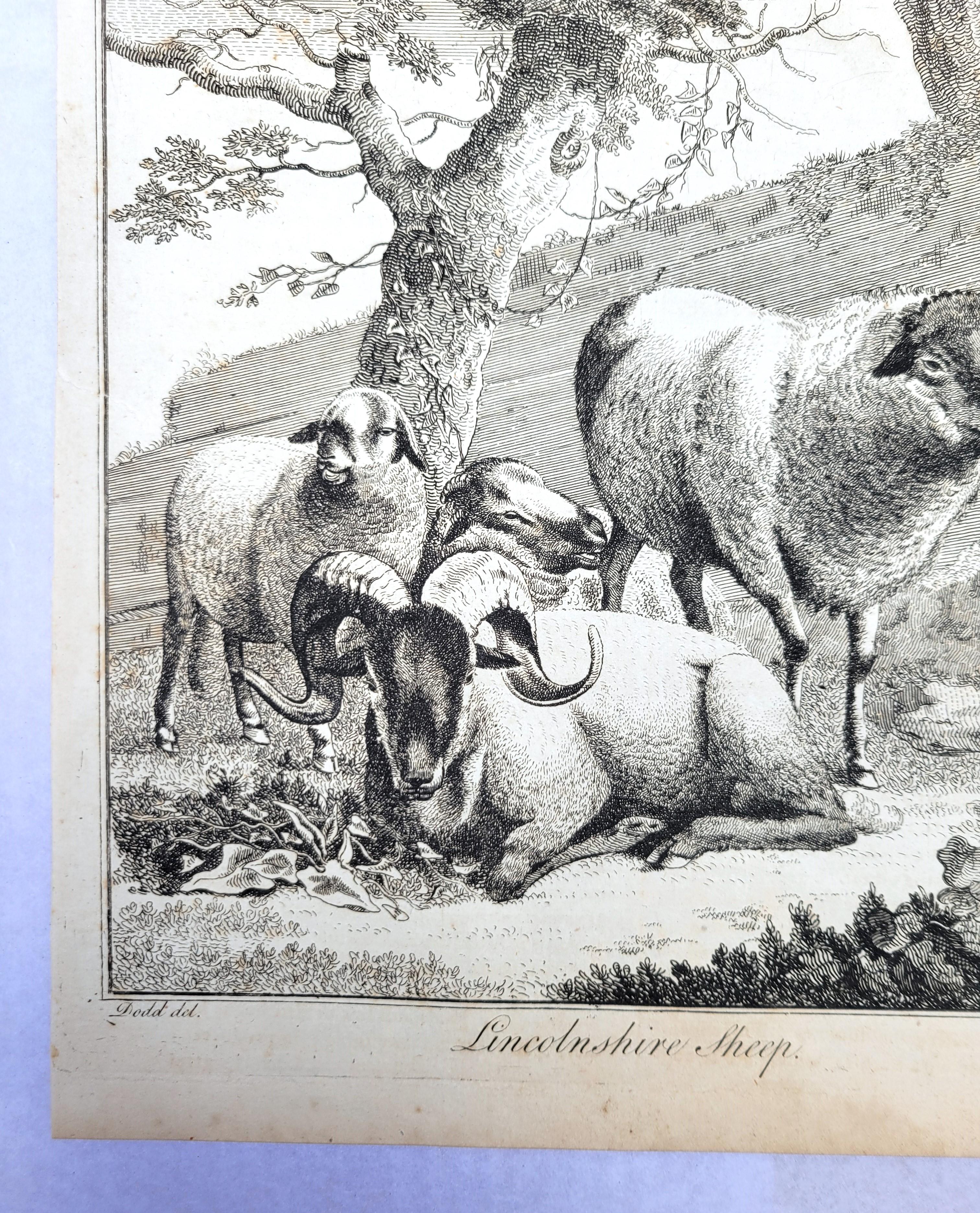 Pecora del Lincolnshire /// Osbaldiston The British Sportsman Farm Animal Herd Lamb - Animal Print Grigio di William Augustus Osbaldiston