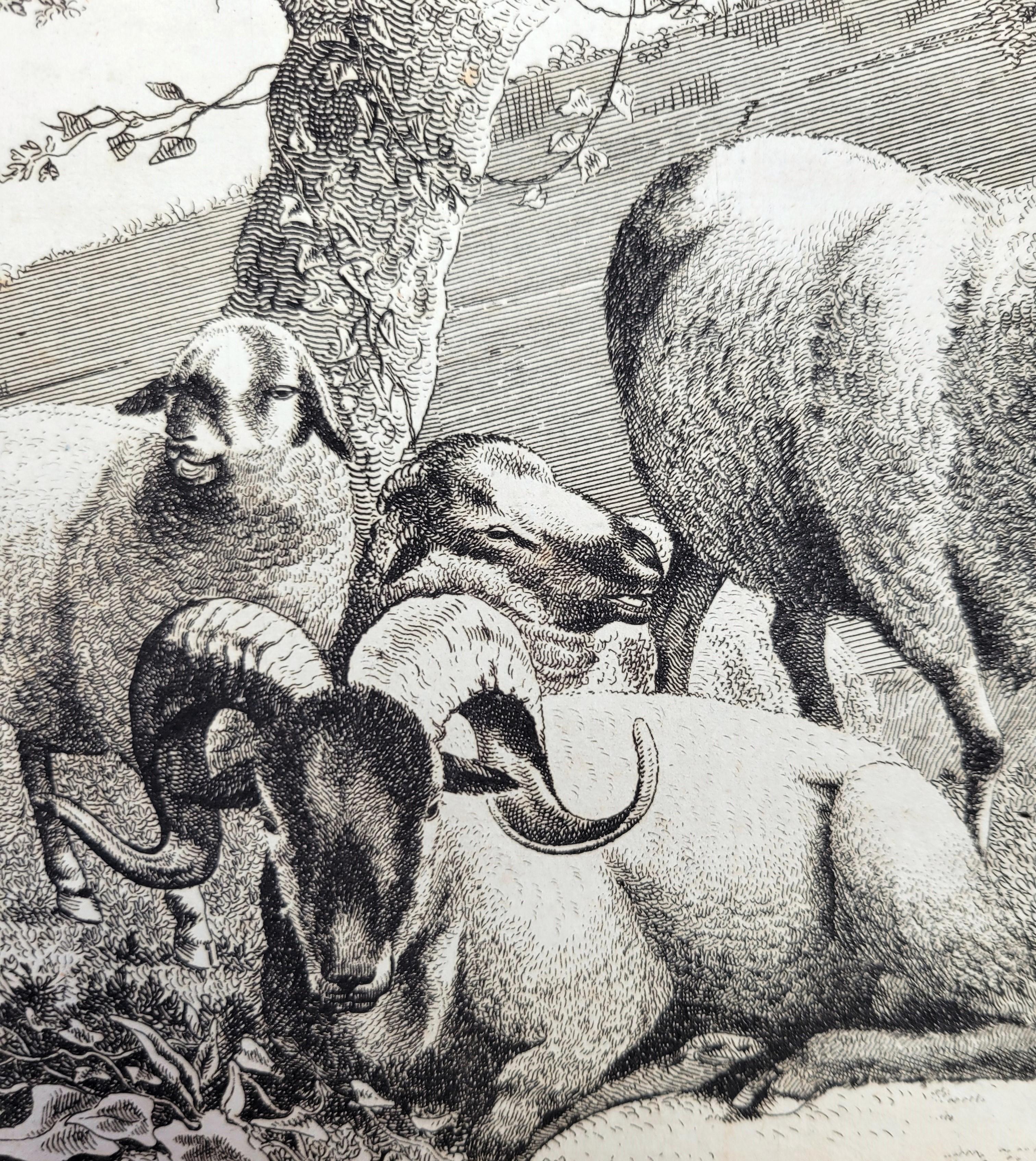 Pecora del Lincolnshire /// Osbaldiston The British Sportsman Farm Animal Herd Lamb in vendita 3
