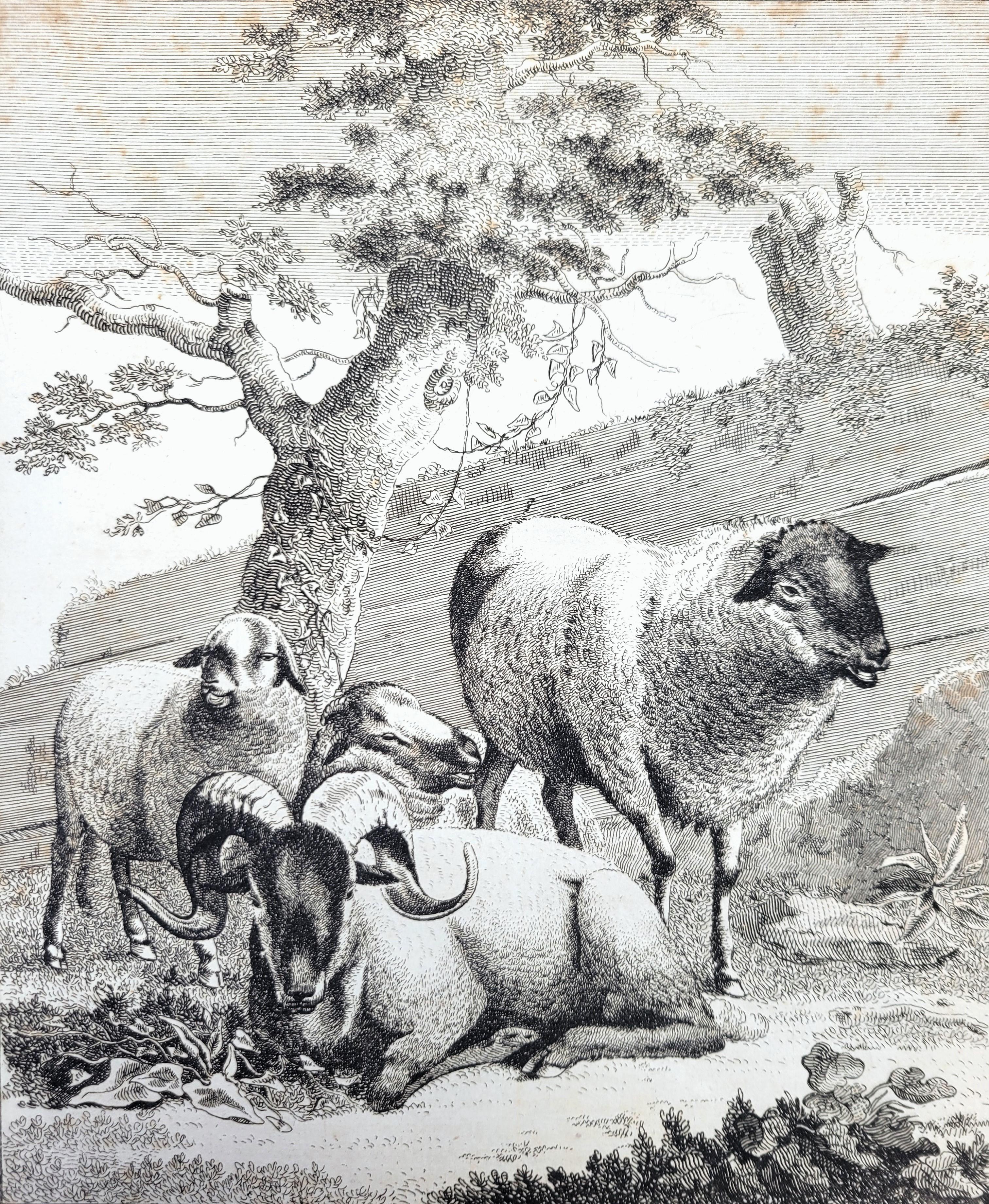 Animal Print di William Augustus Osbaldiston - Pecora del Lincolnshire /// Osbaldiston The British Sportsman Farm Animal Herd Lamb