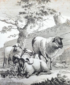 Lincolnshire Sheep /// Osbaldiston The British Sportsman Farm Animal Herd Lamb