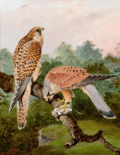 Study Of Falcons, 19th century  