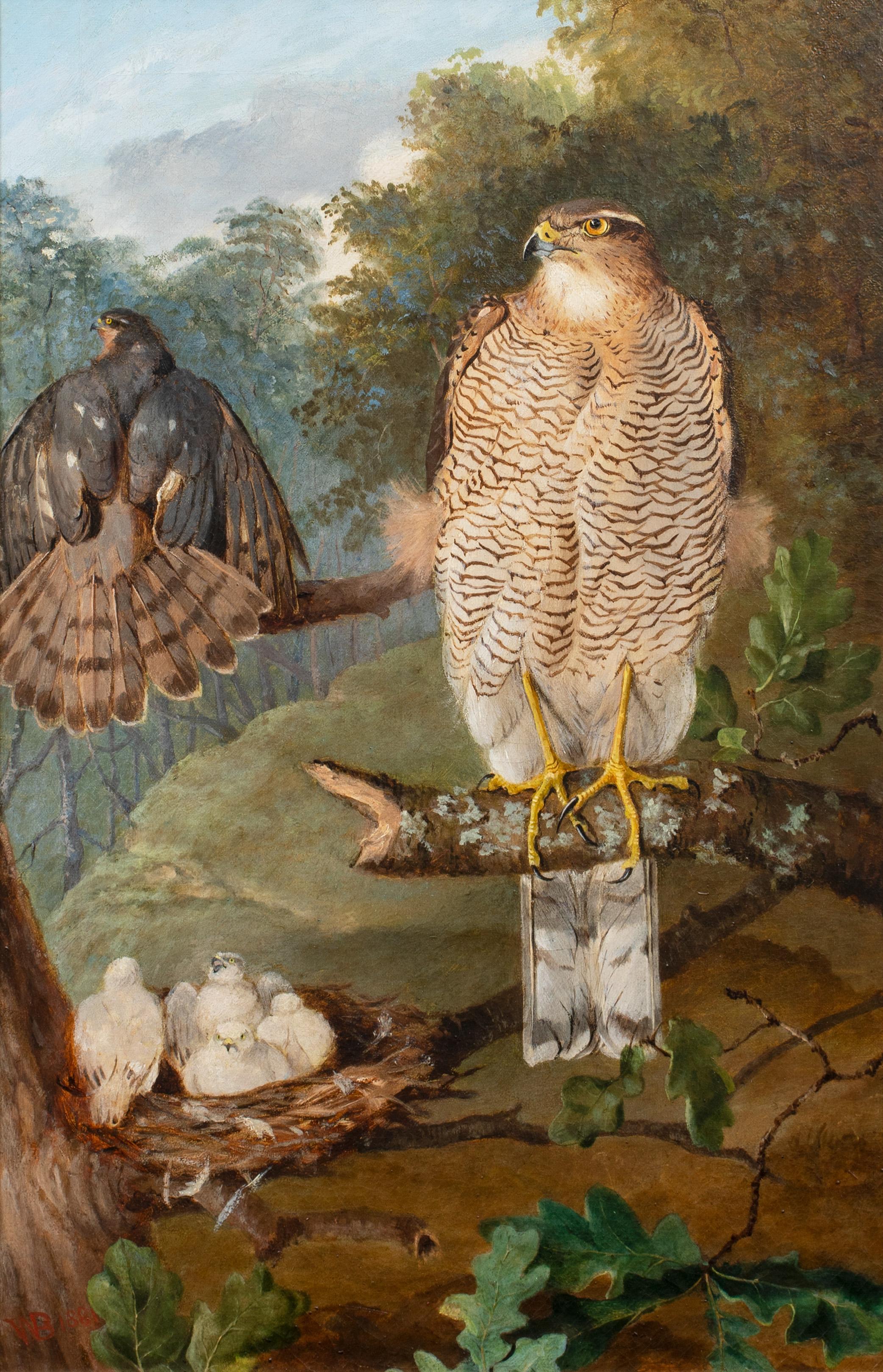 Study Of Sparrow Hawks, 19th century   