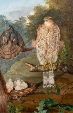 Antique Study Of Sparrow Hawks, 19th century   