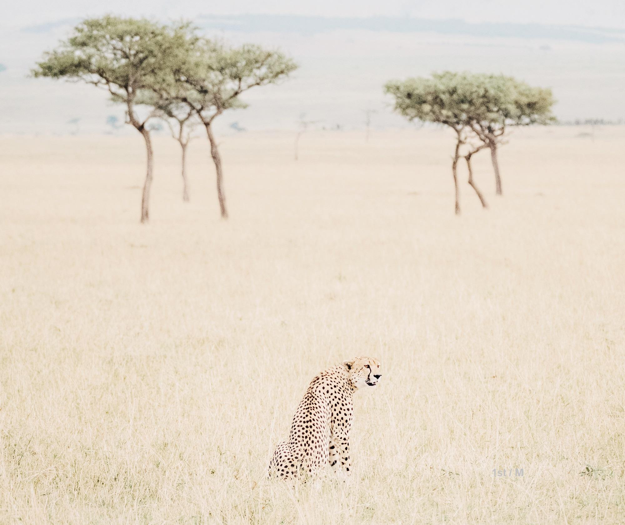 William Chua Landscape Photograph - Cheetah n.1 (Kenya) - 20 x 24 in. 