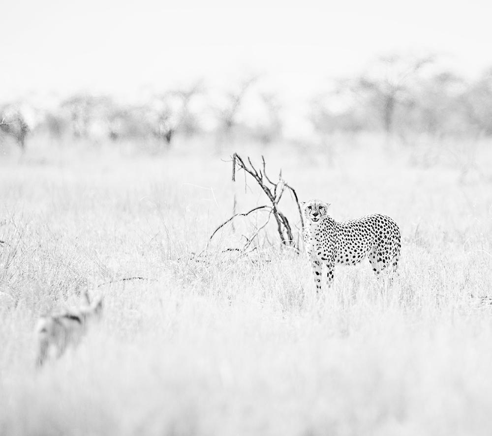 William Chua Black and White Photograph - Cheetahs n.1  - Watching / I am looking at You   (20 x 24 in. - unframed)