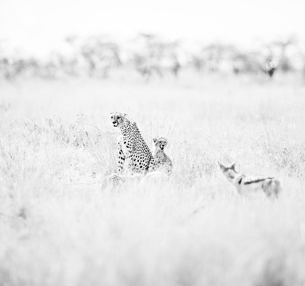 Cheetahs n.2 (Kenya) - Zusammen - 50,8 x 60,96 cm (20 x 24 Zoll) ungerahmt