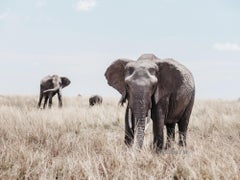 Elephants (Kenya) - 18 x 24 in. 