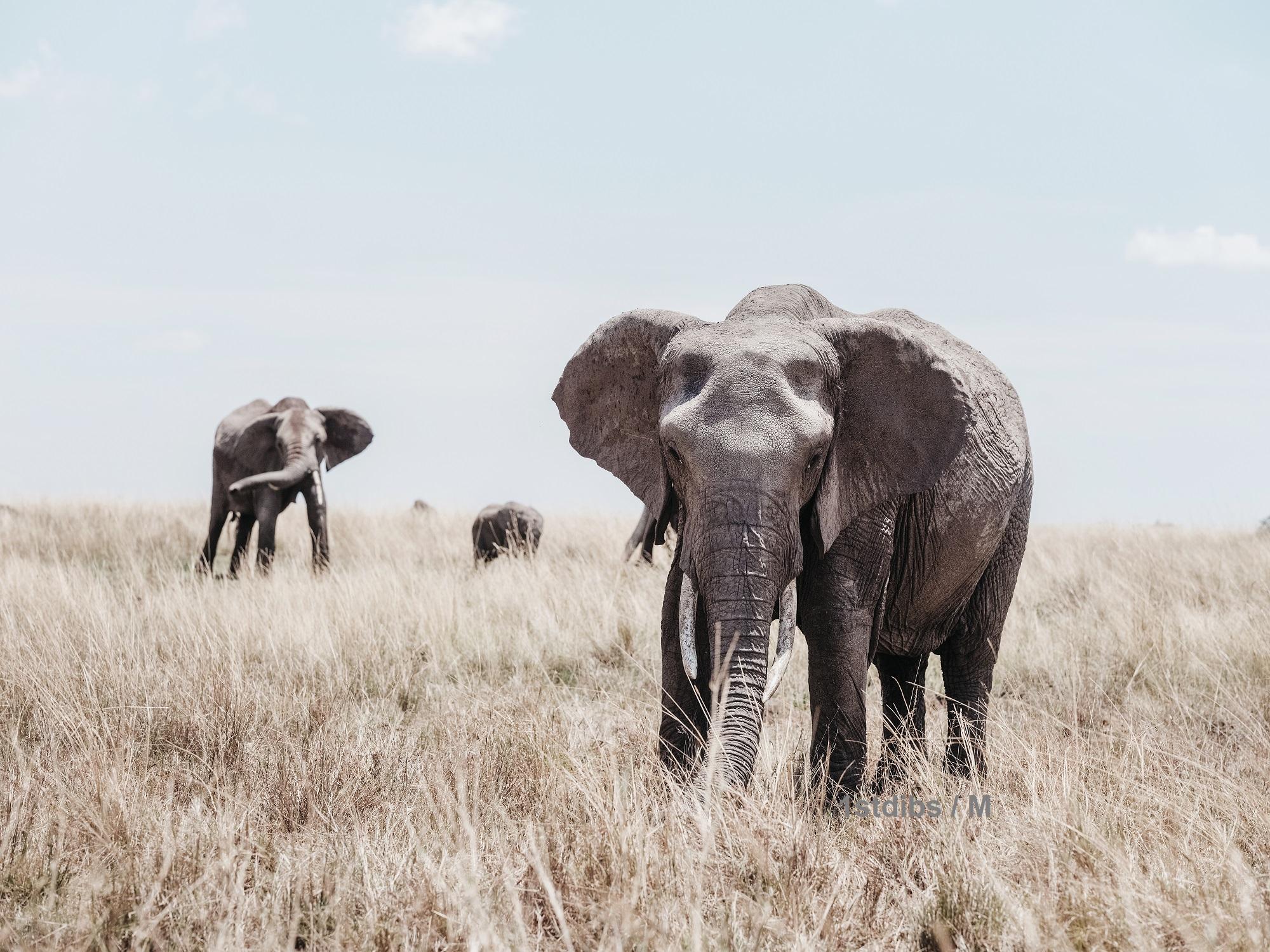 William Chua Black and White Photograph - Elephants (Kenya) - 18 x 24 in. 