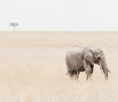 Lone Elephant (Kenya) - 20 x 24 in. 
