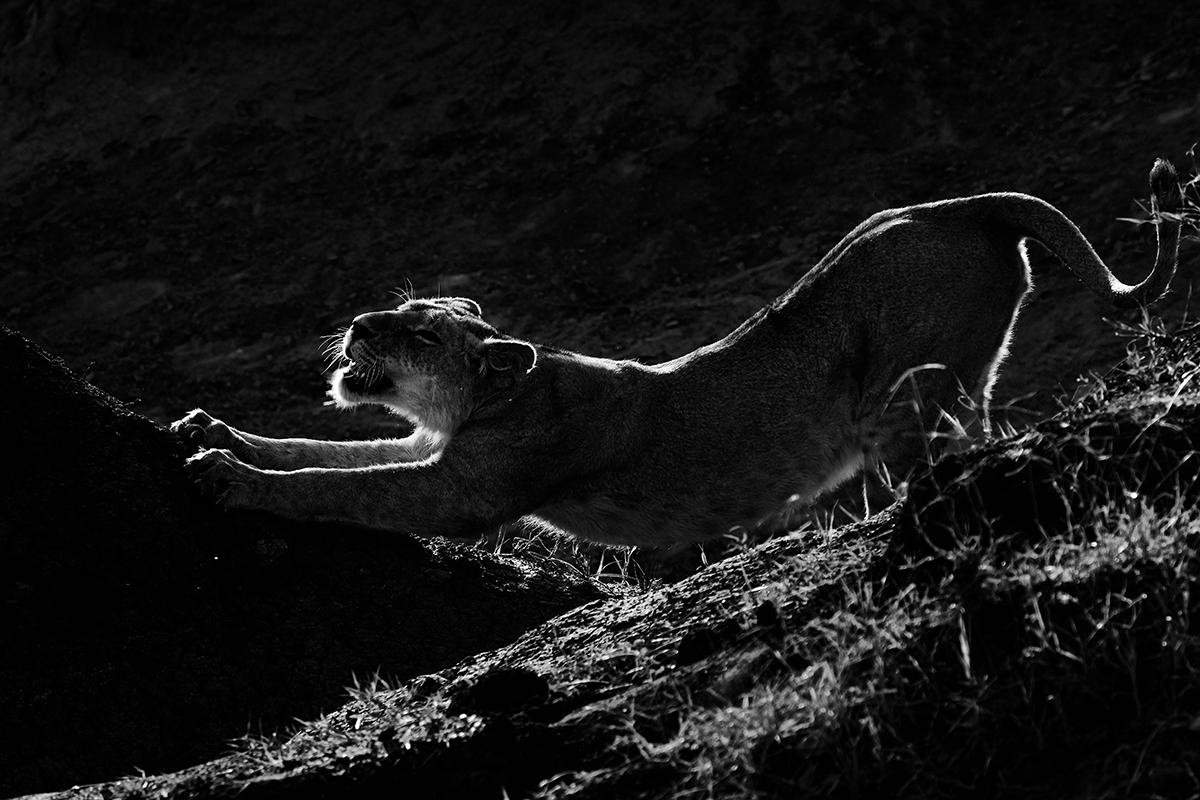William Chua Black and White Photograph - Wildlife - Lion - Stretch 18 x 24 in.