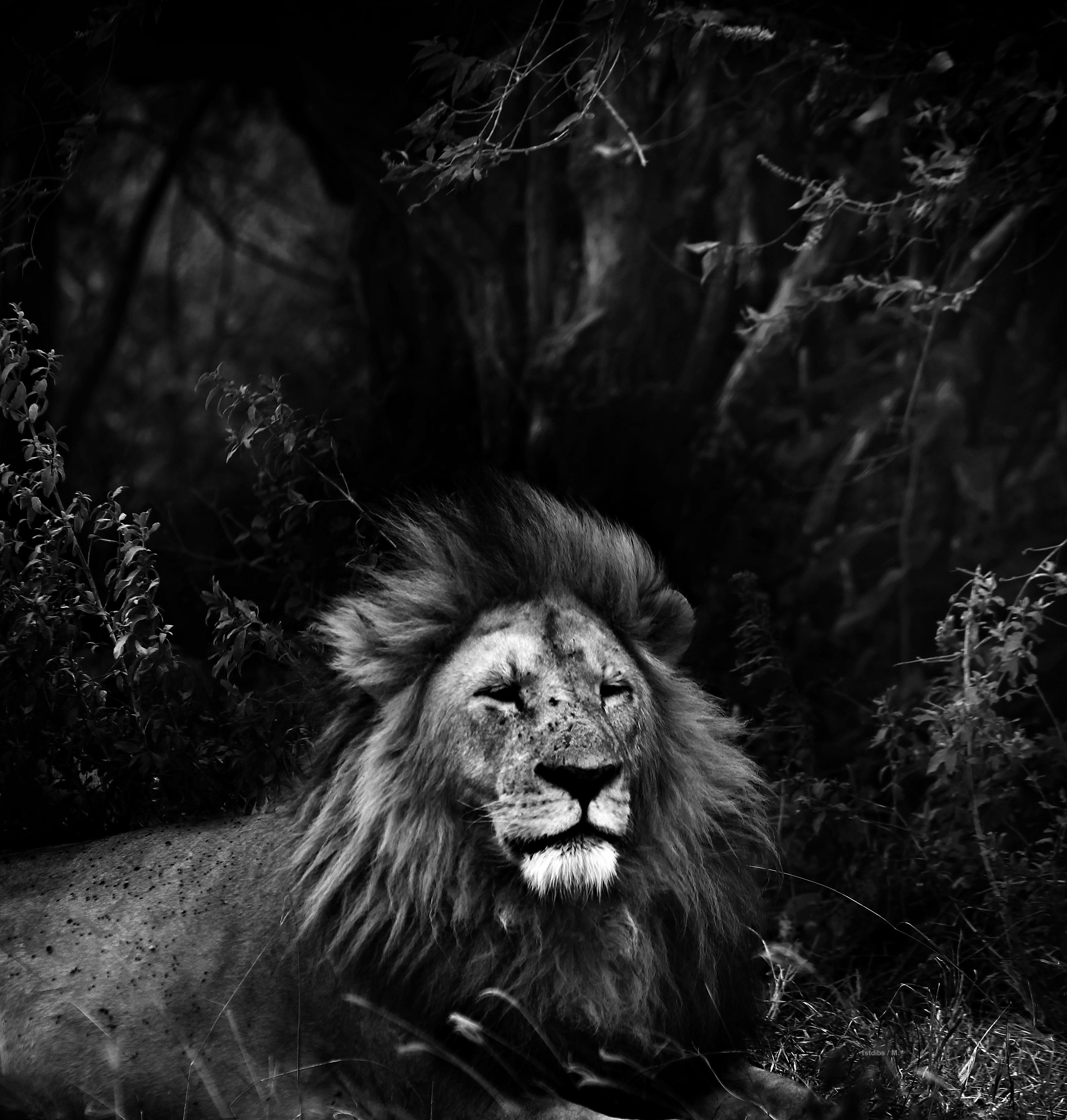 Abstract Photograph William Chua - Wildlife - photo primée « Lion » 24 x 23 pouces. Fuji Flex premium 