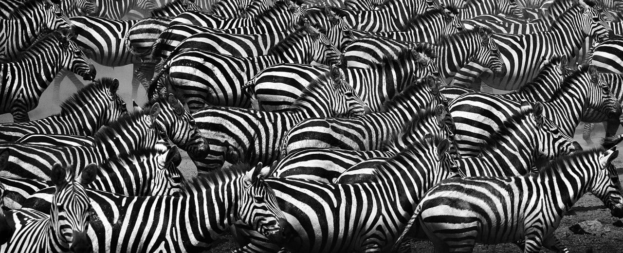 Black and White Photograph William Chua - "Zebras - Camouflage" (photography d'art de la faune)
