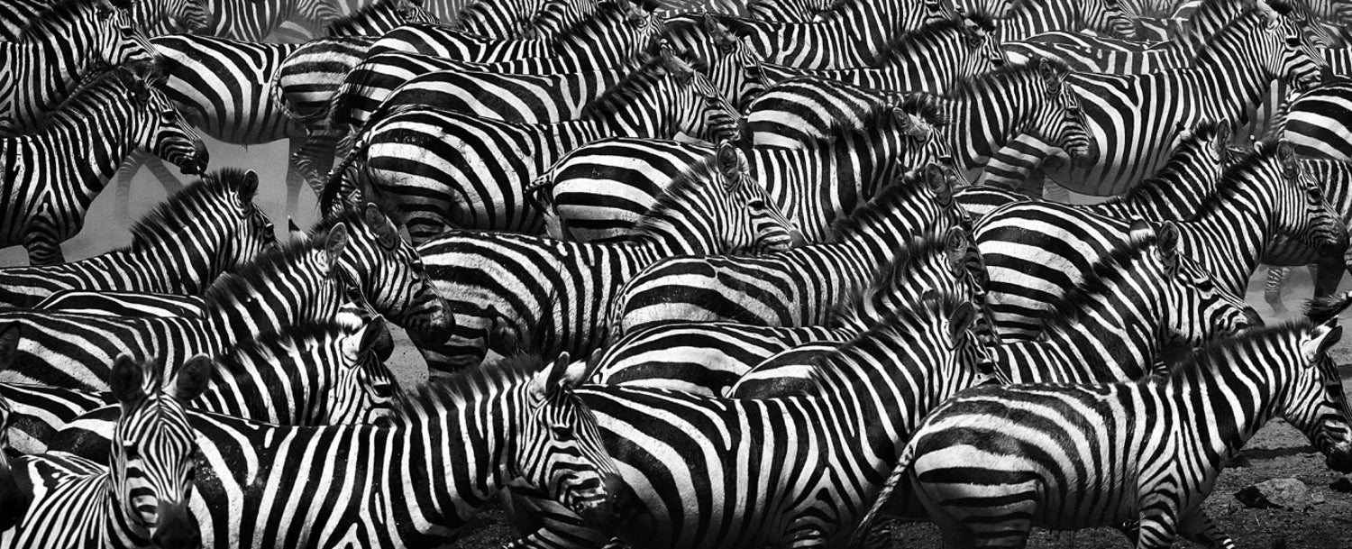 William Chua - "Zebras - Camouflage" (wildlife art photography) For Sale at  1stDibs