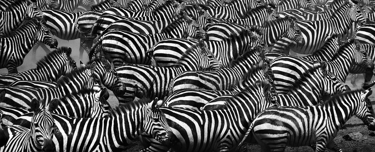 William Chua Landscape Photograph – ""Zebras - Camouflage" (Wildlife-Kunstfotografie) - ungerahmt