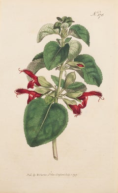 Shining-leaved, Salvia formosa-Teller 376