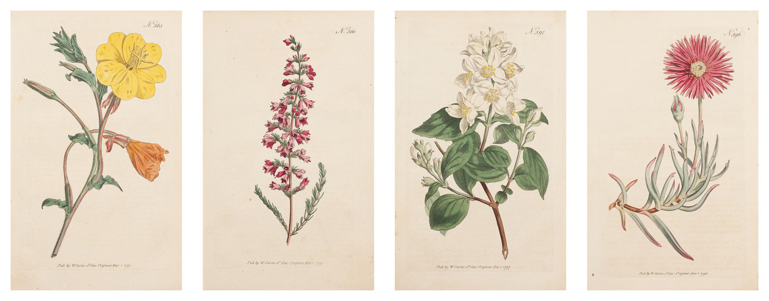 William Curtis Print - 1797 Hand-colored Botanical Suite Plates 365, 366, 391, 396