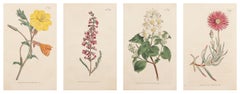 1797 Hand-colored Botanical Suite Plates 365, 366, 391, 396