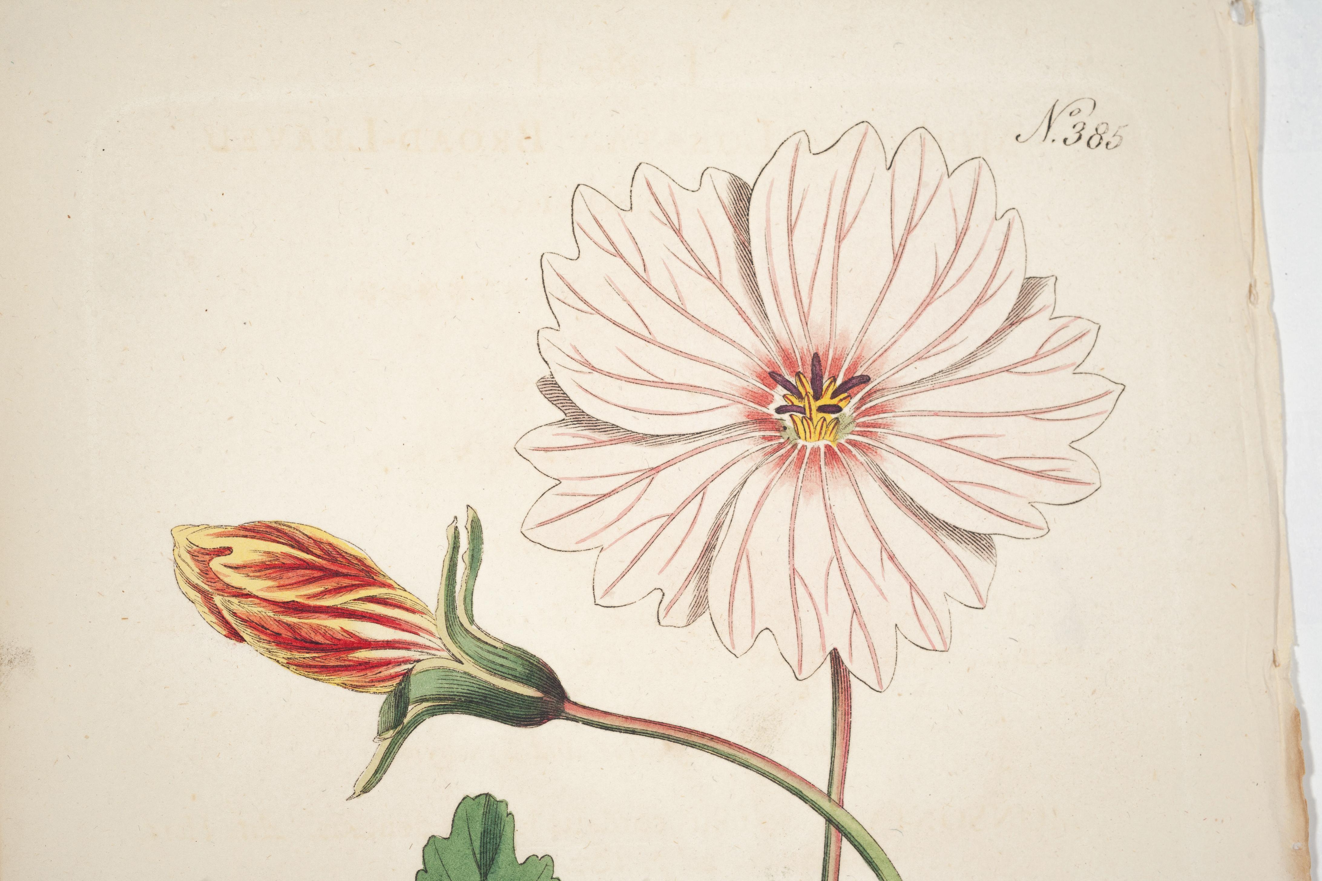 vintage botanical prints