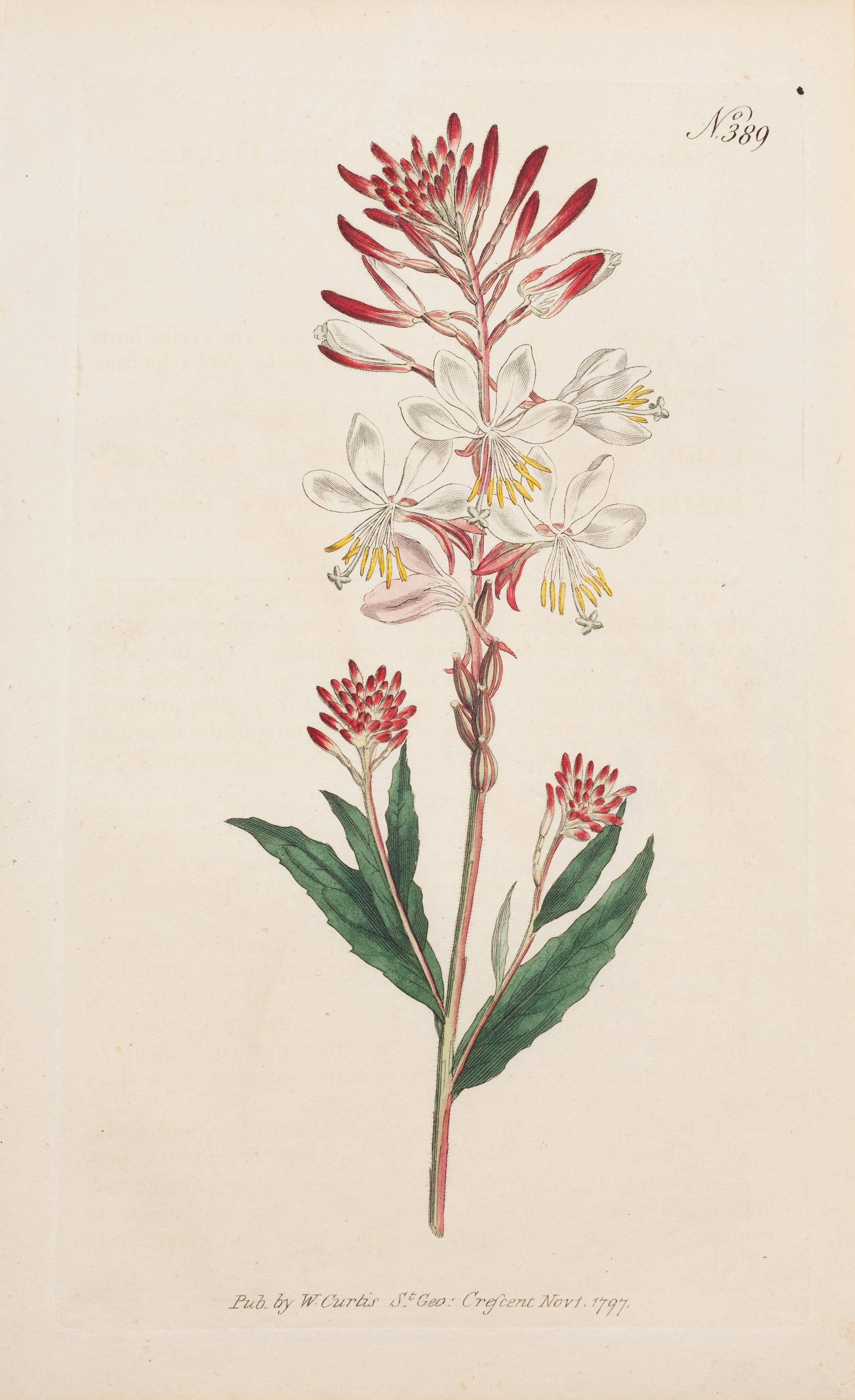 vintage botanical illustrations public domain