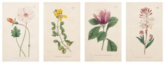 1797 Hand-colored Botanical Suite Plates 385, 372, 390, 389