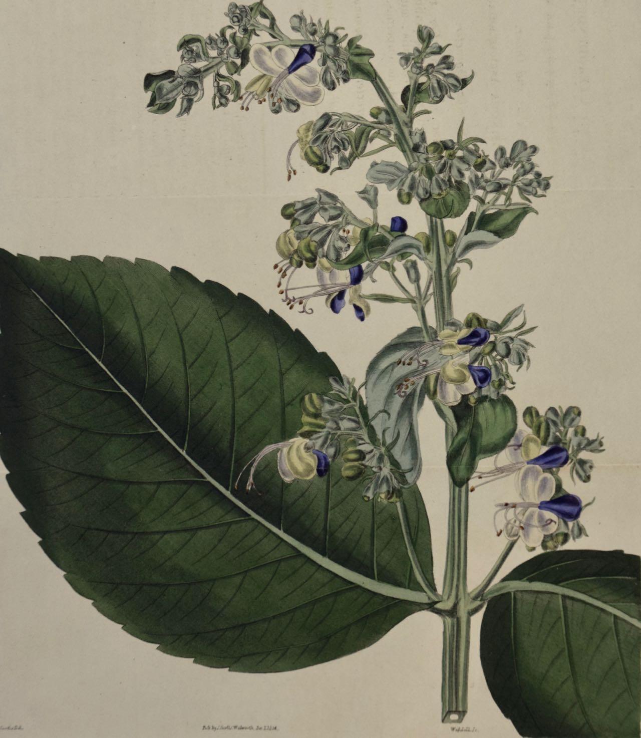Handkolorierte Gravur einer blühenden Klerodendrum-Pflanze von Curtis aus dem 19. Jahrhundert – Print von William Curtis