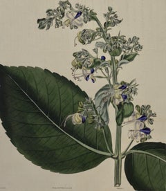 A 19th Century Curtis Hand-colored Engraving of a Flowering Clerodendrum Plant