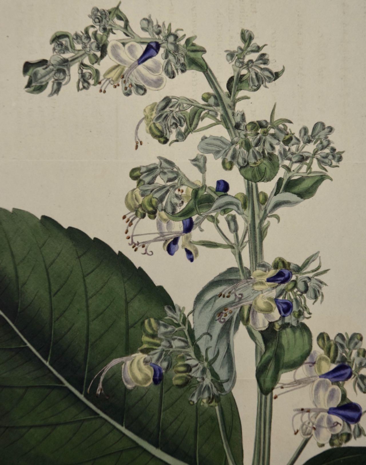 Handkolorierte Gravur einer blühenden Klerodendrum-Pflanze von Curtis aus dem 19. Jahrhundert (Naturalismus), Print, von William Curtis