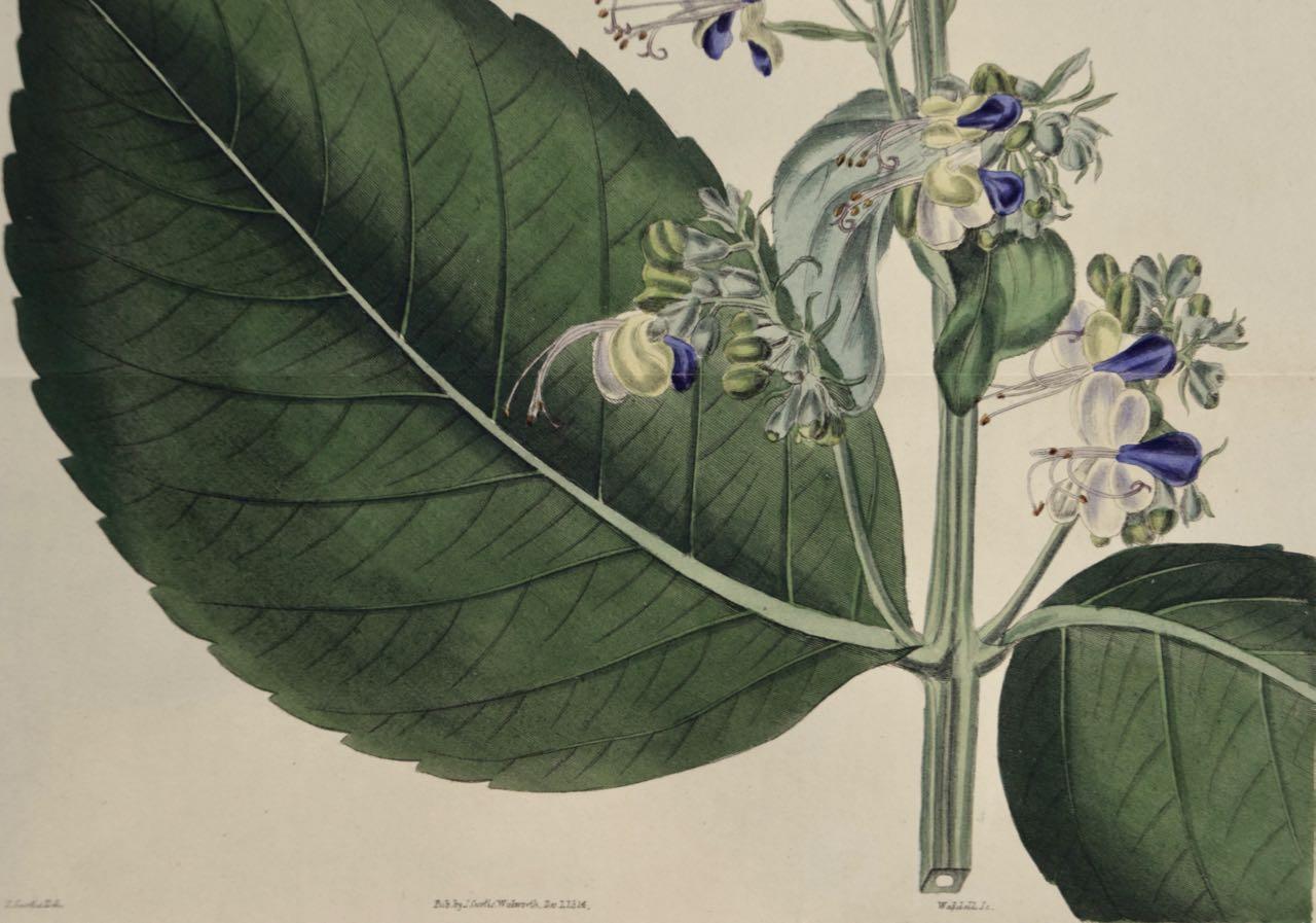 Handkolorierte Gravur einer blühenden Klerodendrum-Pflanze von Curtis aus dem 19. Jahrhundert (Braun), Landscape Print, von William Curtis