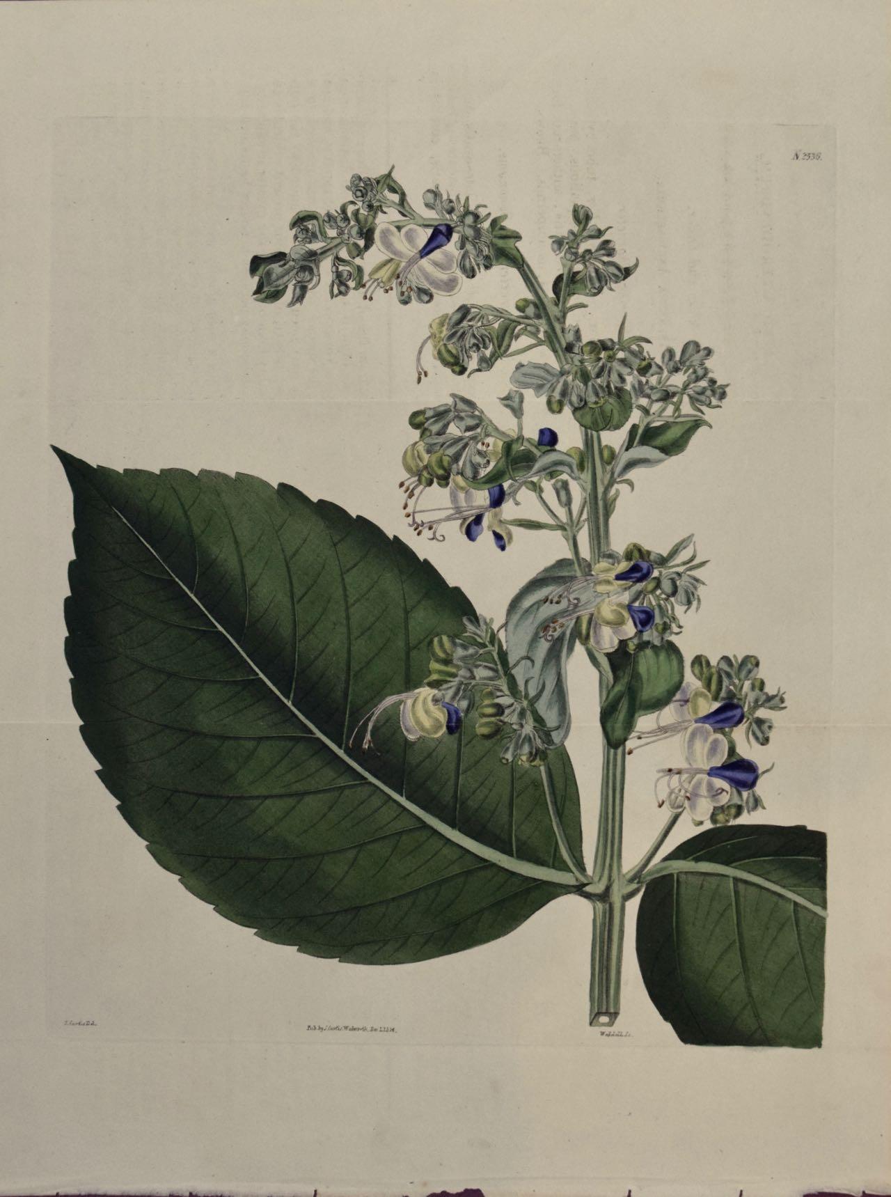 Grabado coloreado a mano por Curtis del siglo XIX de una planta Clerodendrum en flor