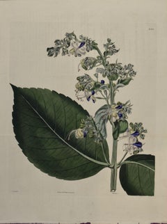 A 19th Century Curtis Hand-colored Engraving of a Flowering Clerodendrum Plant