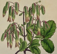 Jardinière en fleurs : Gravure colorée à la main du 19e siècle par William Curtis