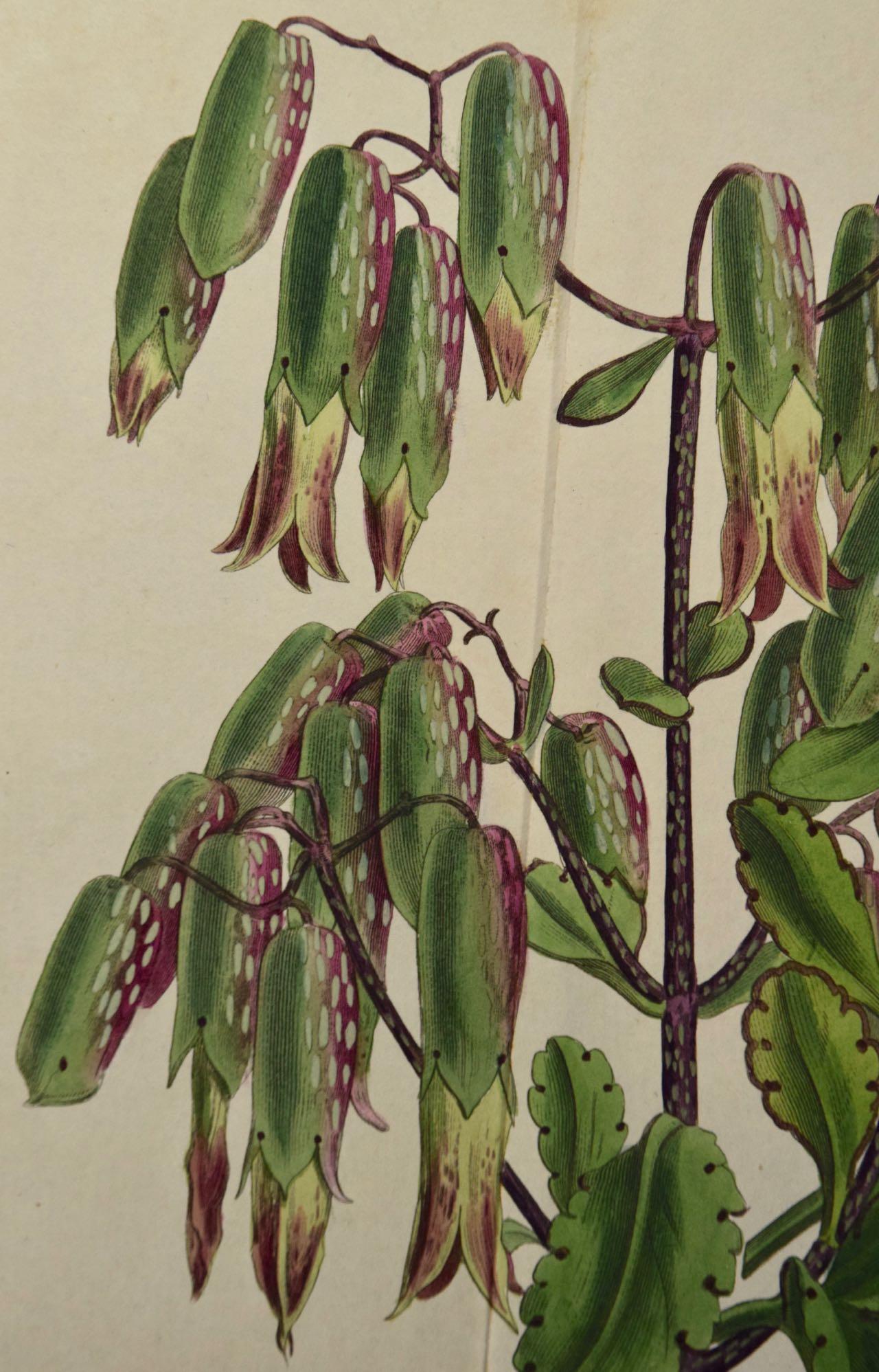  Flowering Air Plant: A 19th Century Hand-colored Engraving by William Curtis For Sale 1