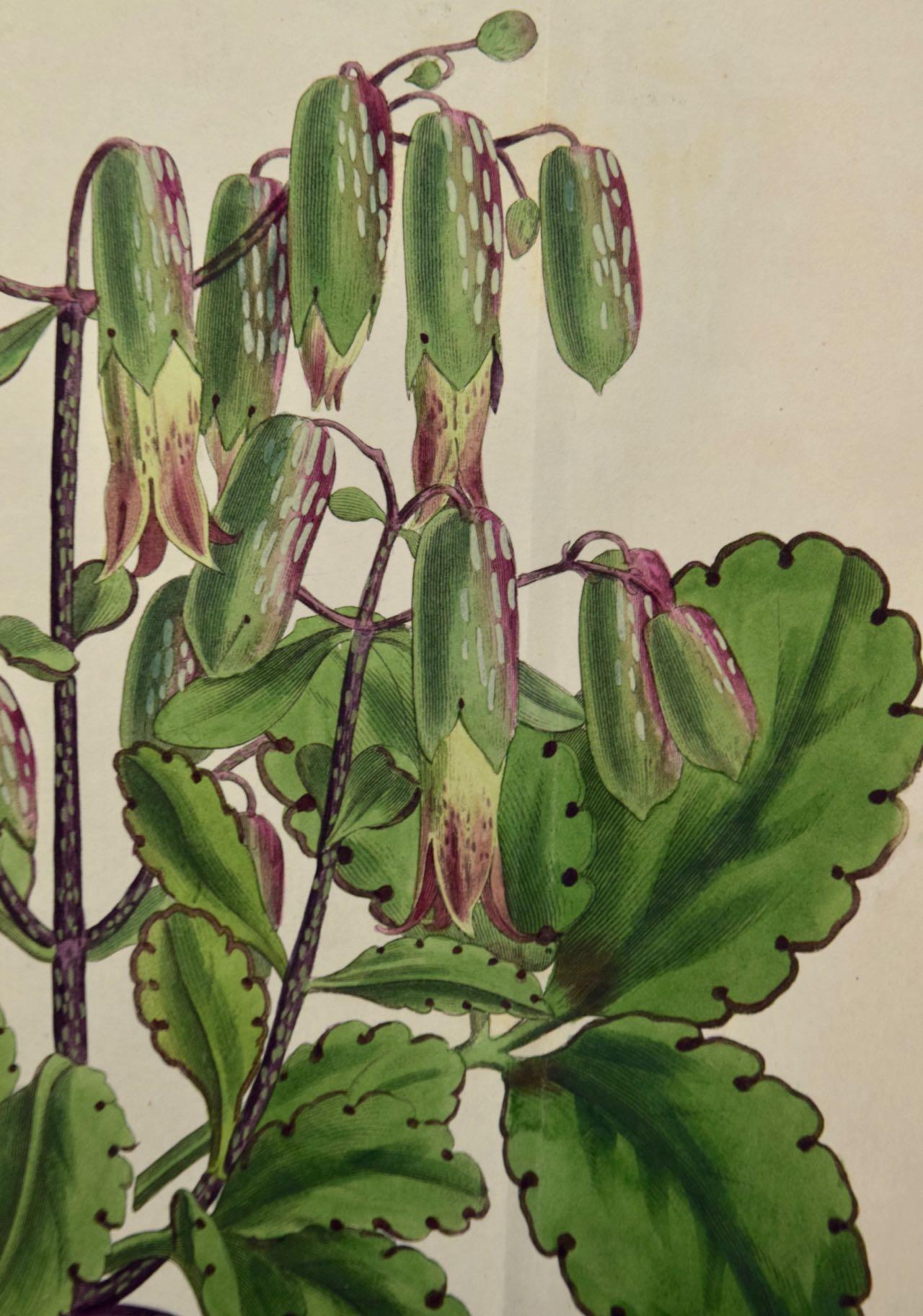  Flowering Air Plant: A 19th Century Hand-colored Engraving by William Curtis For Sale 2