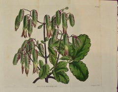 a 19th Century Hand-colored Engraving of a Flowering  by William Curtis