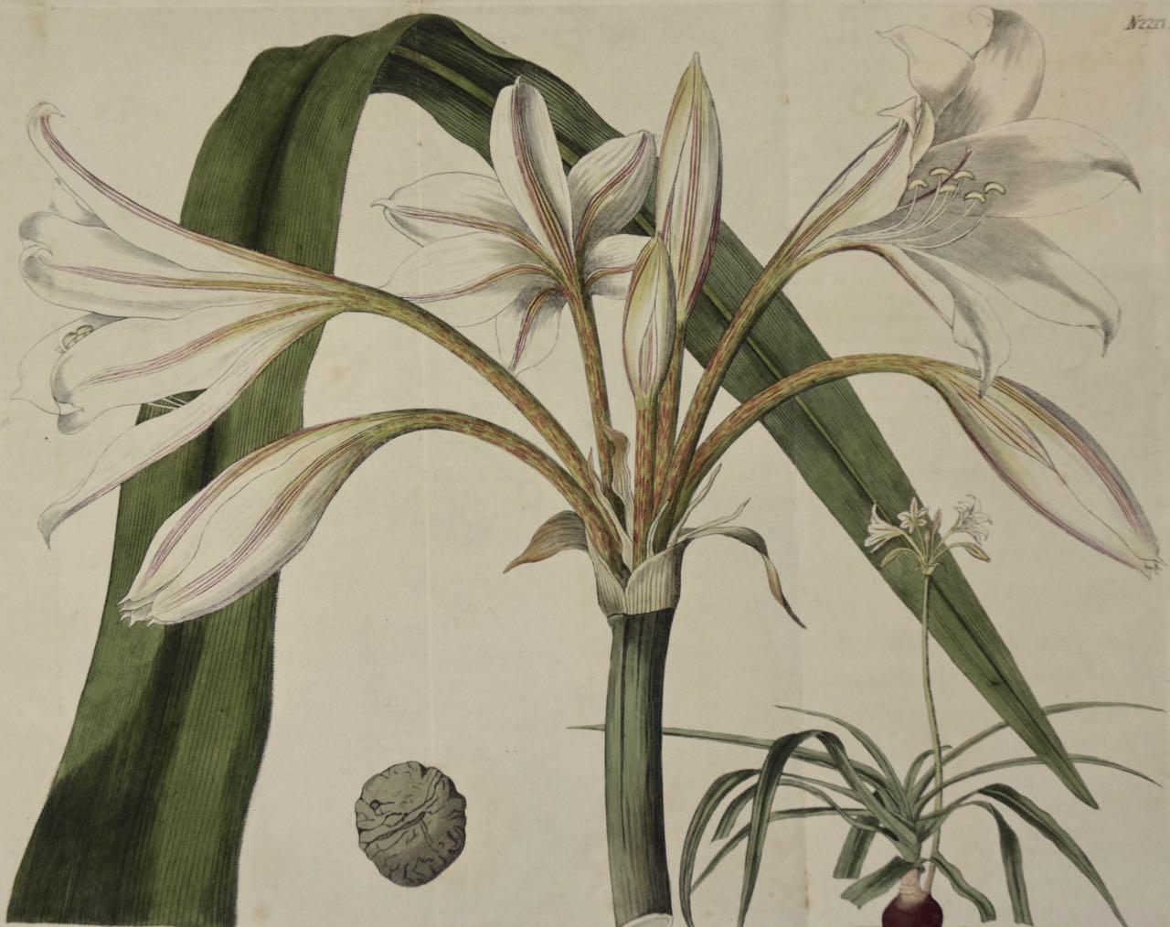 Flowering Crinum Plant: A 19th Century Hand-colored Engraving by Curtis - Print by William Curtis