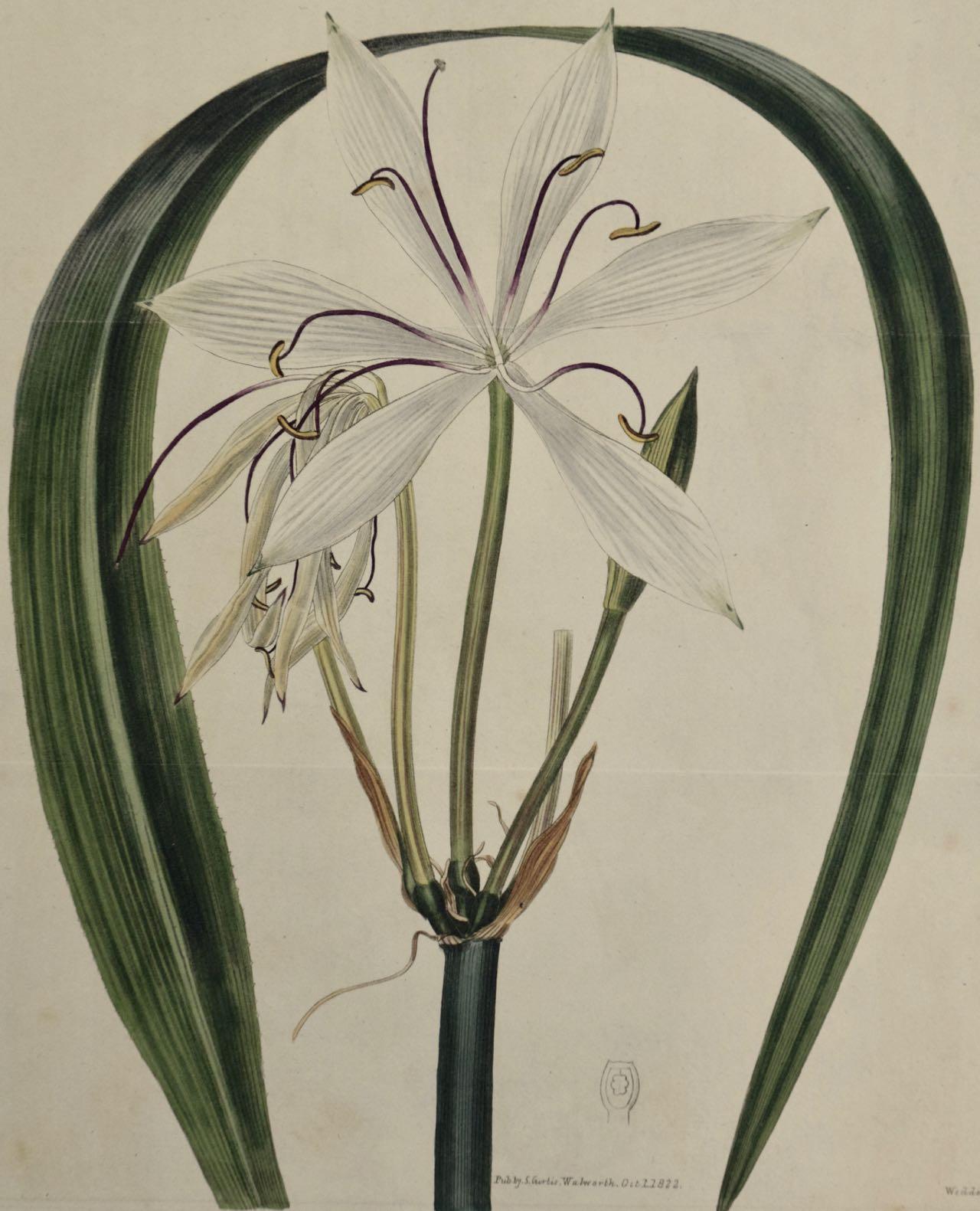 Blütenblatt Crinum Plant: Eine handkolorierte botanische Gravur von Curtis aus dem 19. Jahrhundert – Print von William Curtis