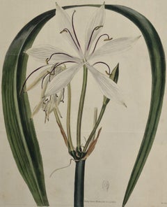 Flowering Crinum Plant: A 19th C. Hand-colored Botanical Engraving by Curtis