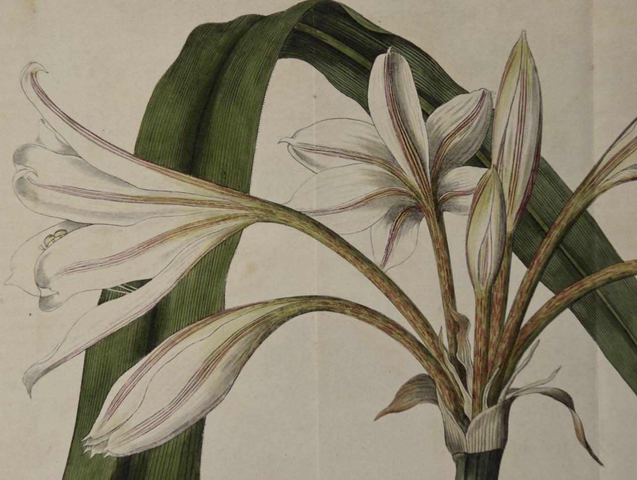 woodrow's crinum lily