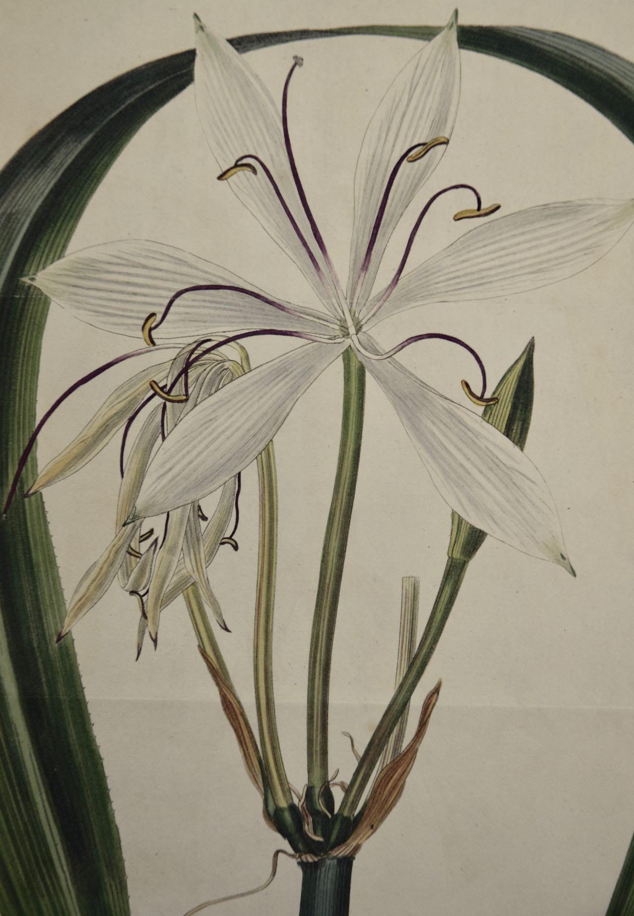 Blütenblatt Crinum Plant: Eine handkolorierte botanische Gravur von Curtis aus dem 19. Jahrhundert (Naturalismus), Print, von William Curtis