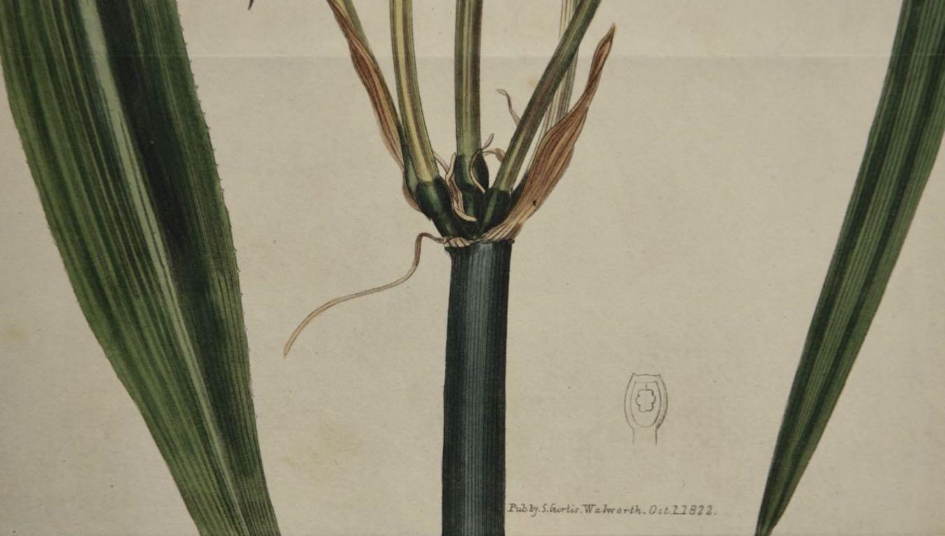 Blütenblatt Crinum Plant: Eine handkolorierte botanische Gravur von Curtis aus dem 19. Jahrhundert (Beige), Still-Life Print, von William Curtis