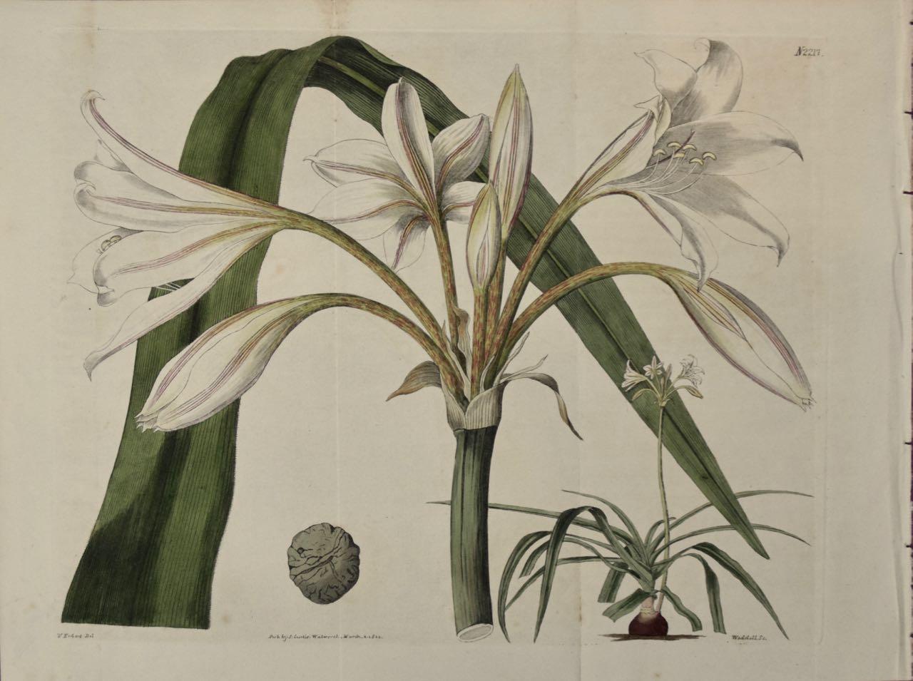 William Curtis Landscape Print - Flowering Crinum Plant: A 19th Century Hand-colored Engraving by Curtis