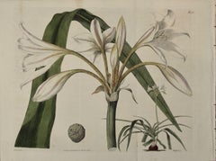 Plante Crinum à fleurs : Gravure colorée à la main du 19e siècle par Curtis