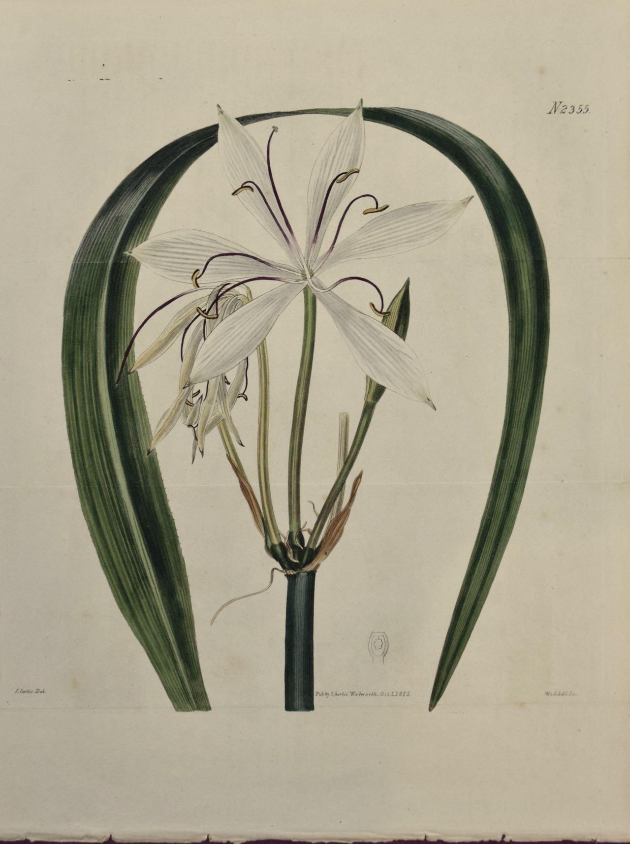 William Curtis Still-Life Print – Blütenblatt Crinum Plant: Eine handkolorierte botanische Gravur von Curtis aus dem 19. Jahrhundert