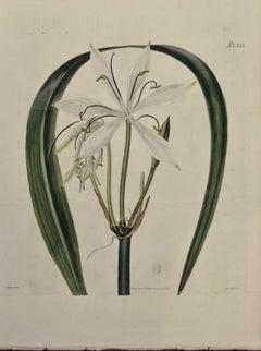 Antique Flowering Crinum Plant: A 19th C. Hand-colored Botanical Engraving by Curtis