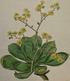 Flowering Houseleek Plant: A 19th C. Hand-colored Botanical Engraving by Curtis